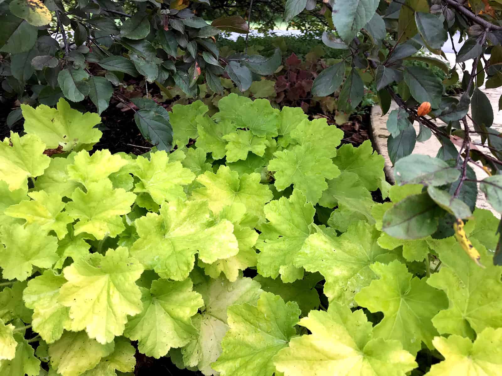 heuchera-citronelle-habit