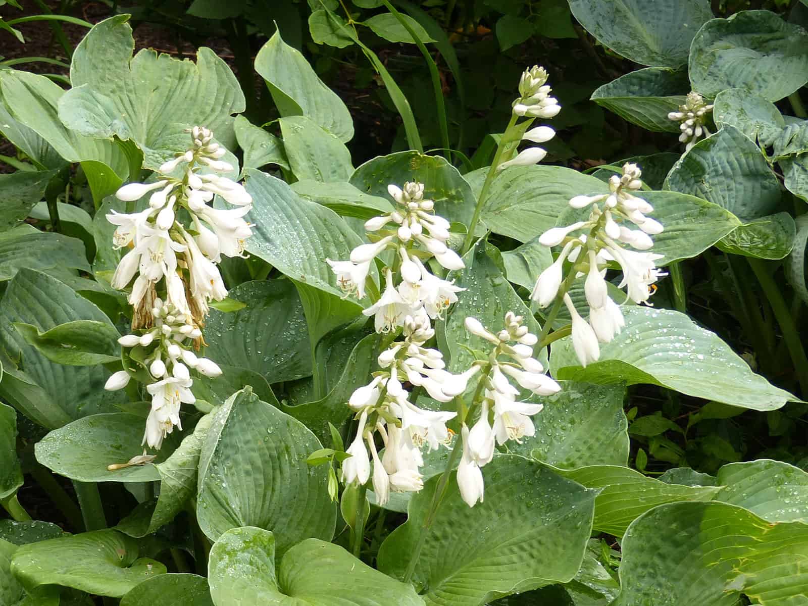 hosta-big-daddy-flower-detail