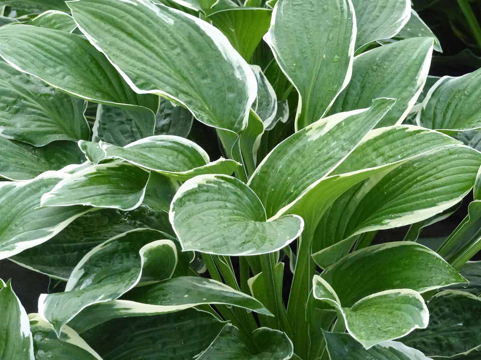 hosta-francee-leaf-detail