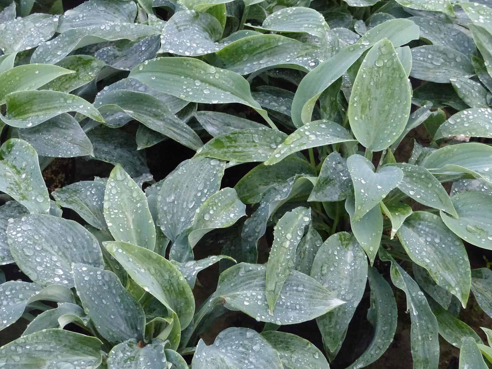 hosta-halcyon-leaf-detail