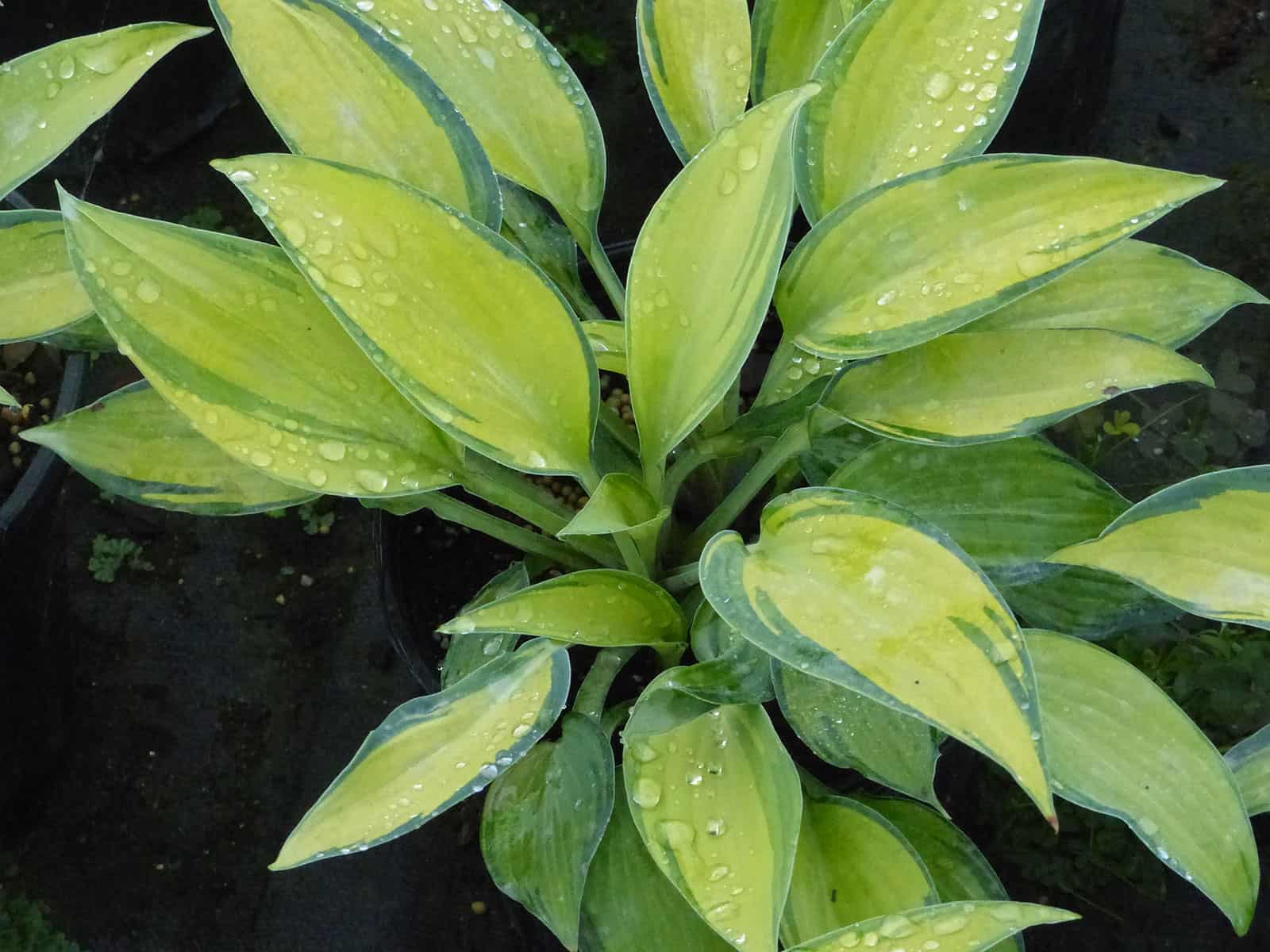 Hosta 'June' - Van Zelst