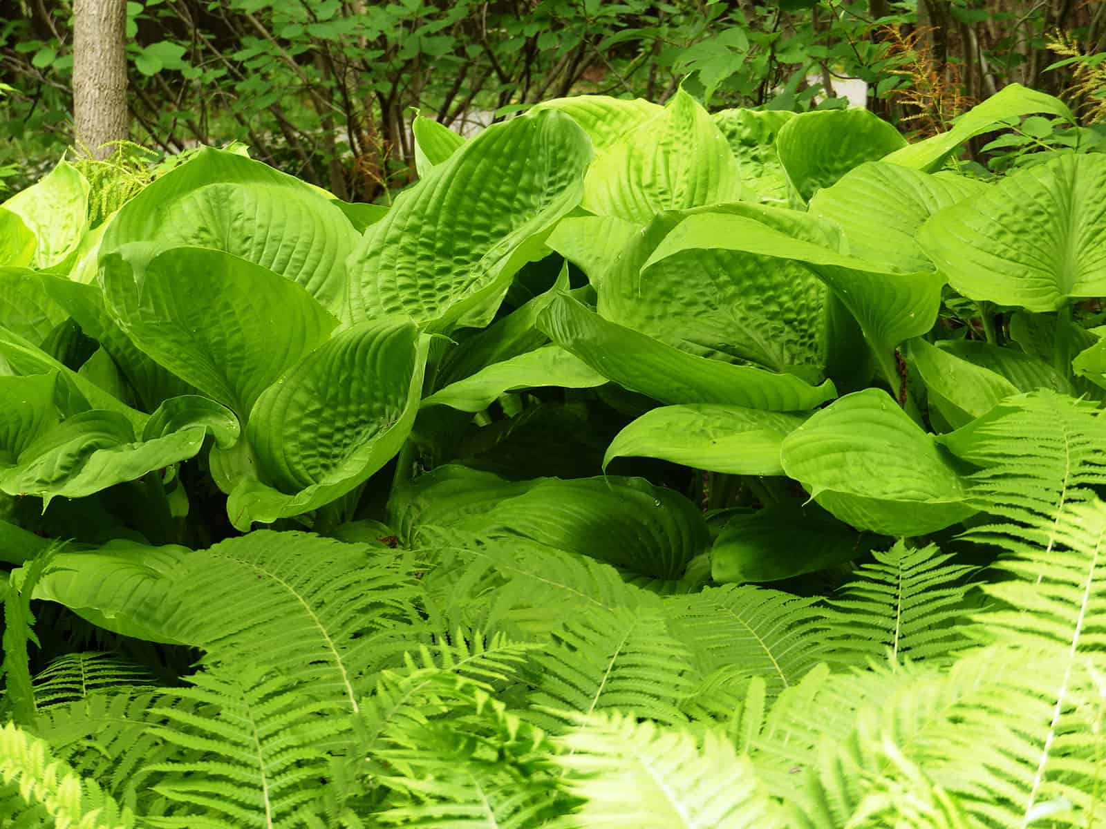 hosta-sum-and-substance-habit