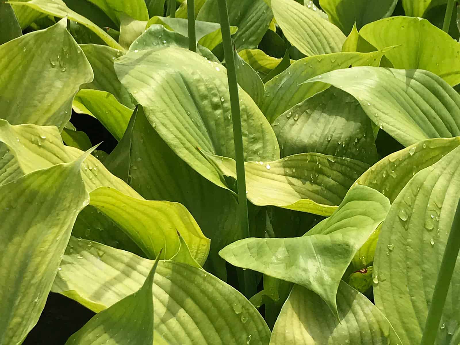 hosta-sum-and-substance-leaf-detail