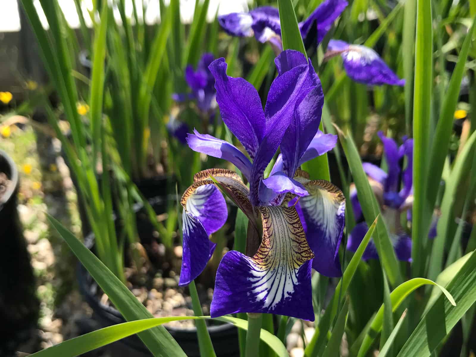 iris-ceasars-brother-flower-detail