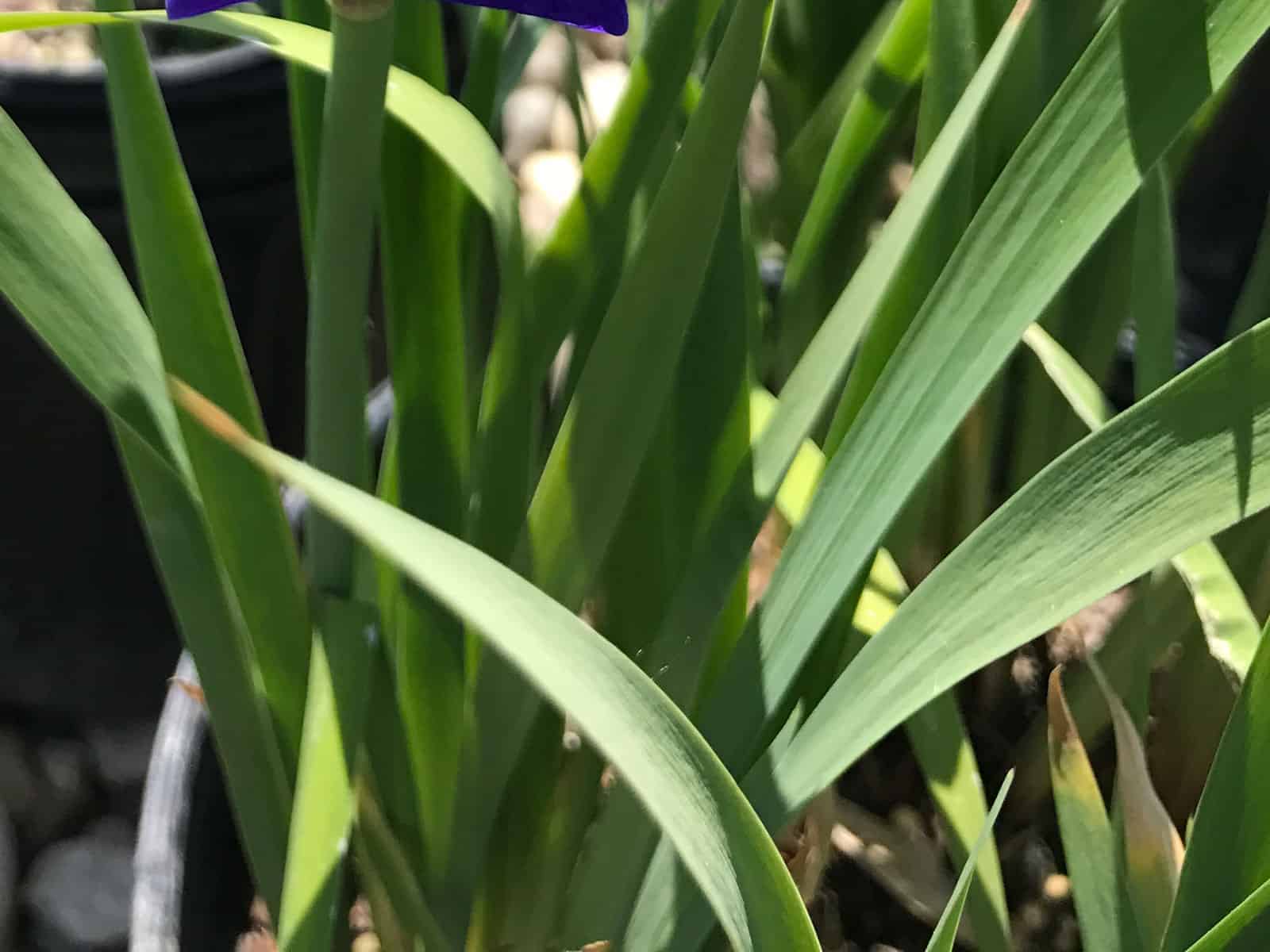 iris-ceasars-brother-leaf-detail