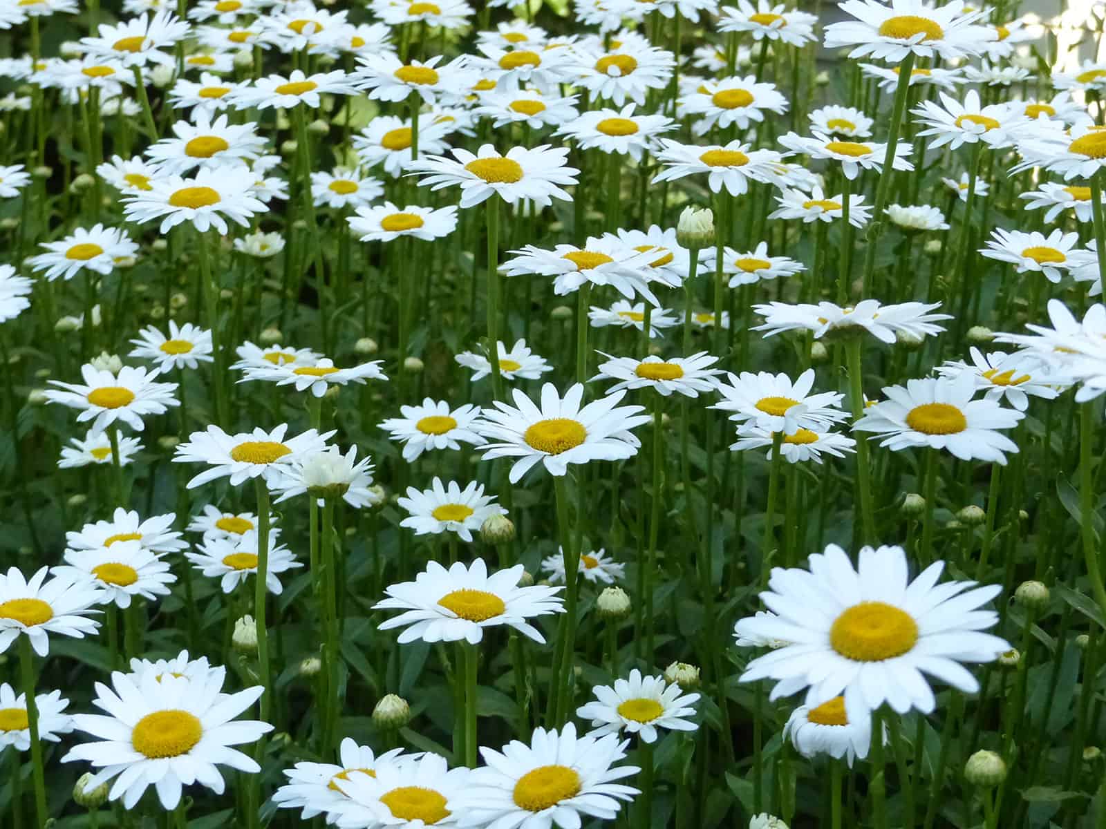 leucanthemum-becky-flower-detail