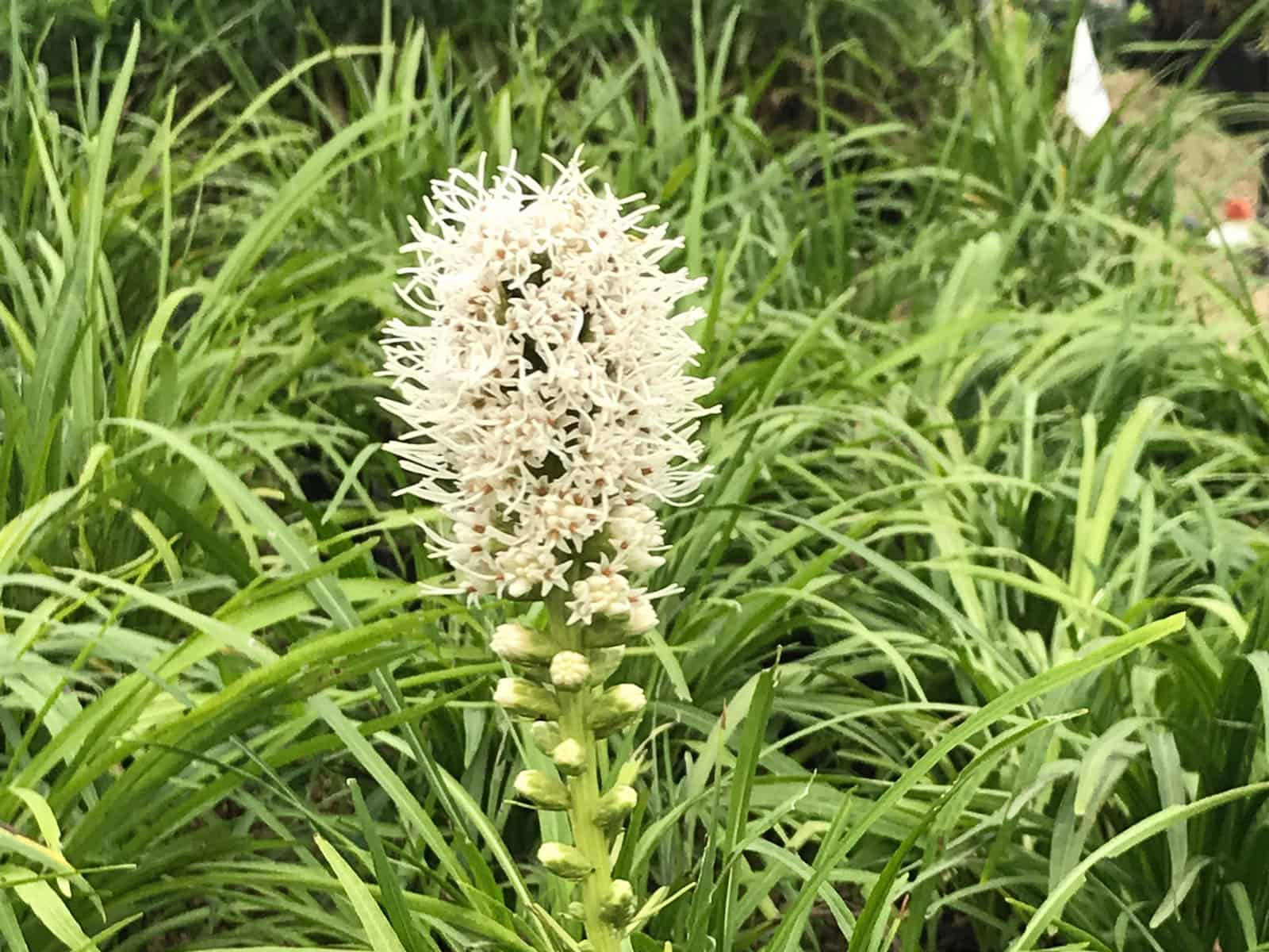 liatris-alba-flower-detail