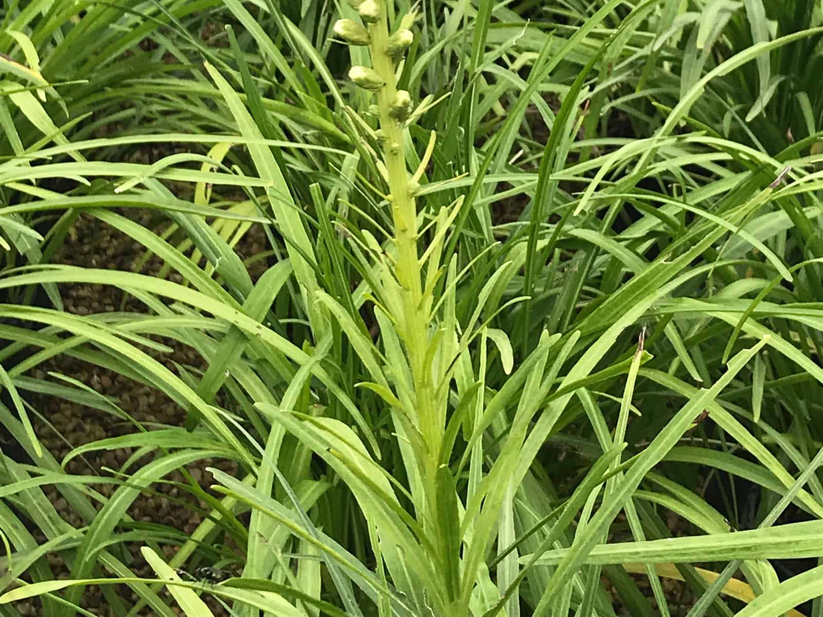 liatris-alba-leaf-detail