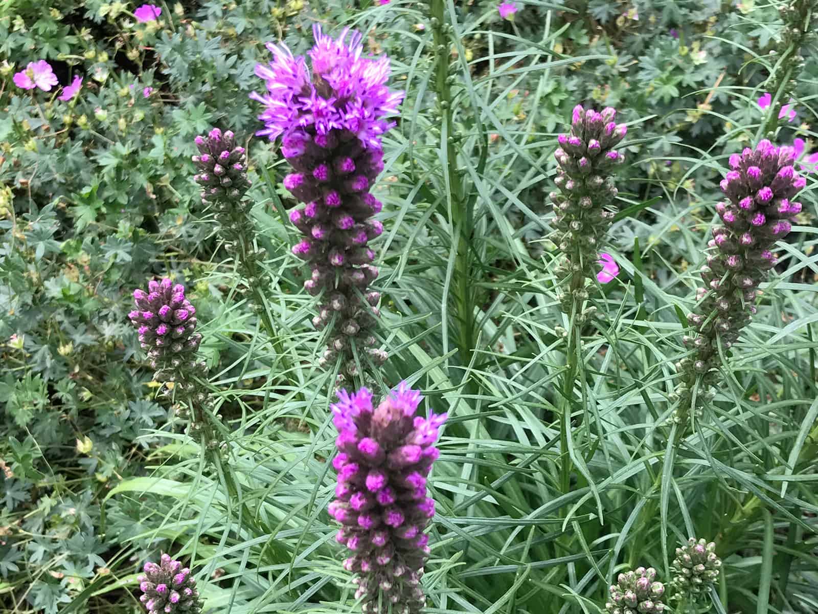 liatris-kobold-flower-detail