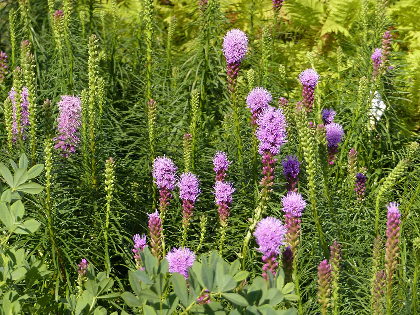 liatris-kobold-habit