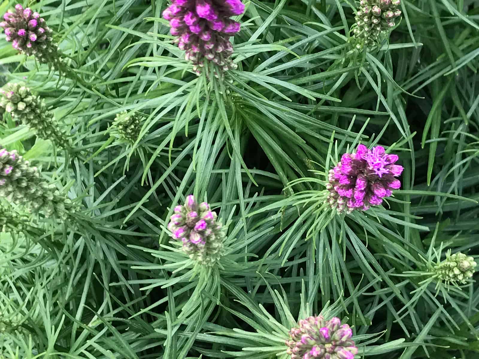 liatris-kobold-leaf-detail