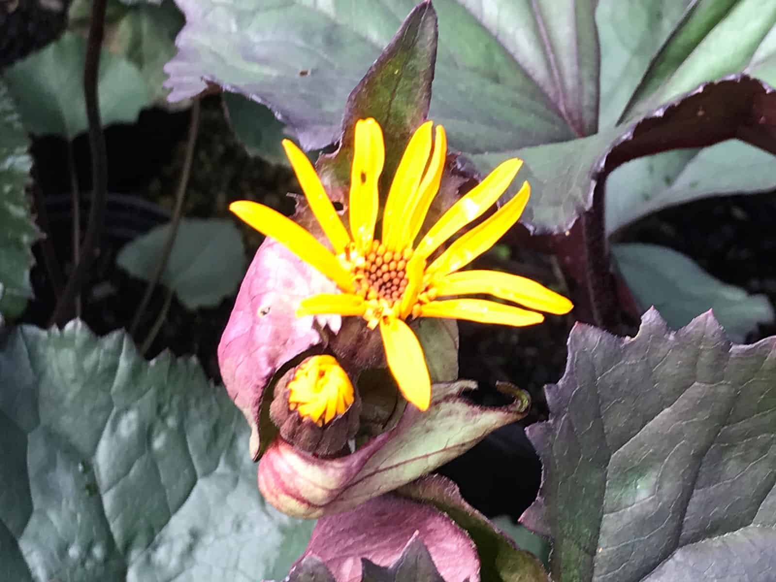 ligularia-brit-marie-crawford-flower-detail