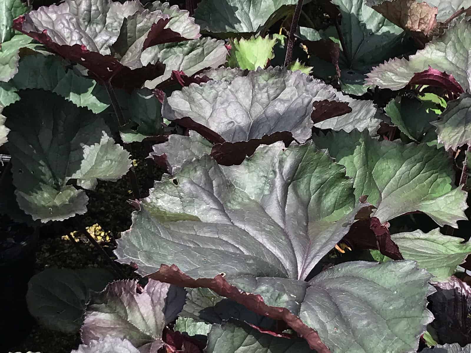 ligularia-brit-marie-crawford-leaf-detail