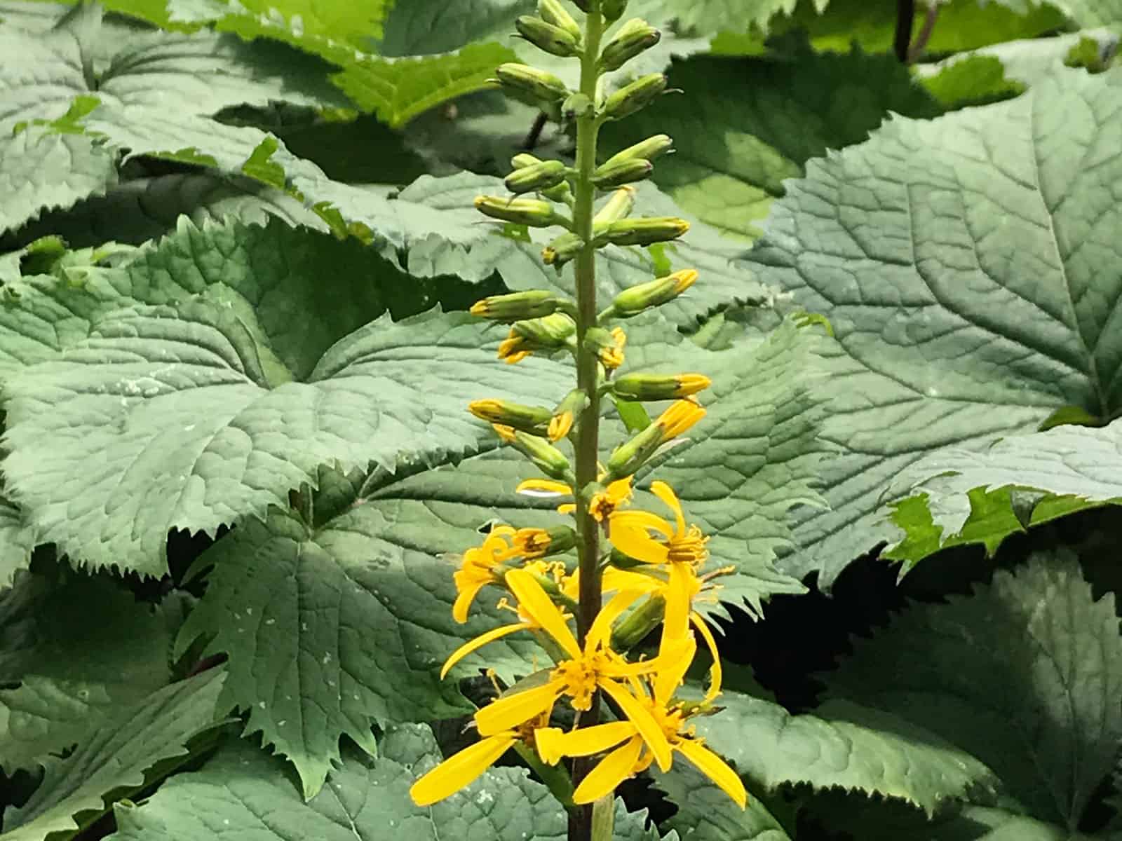 ligularia-the-rocket-flower-detail