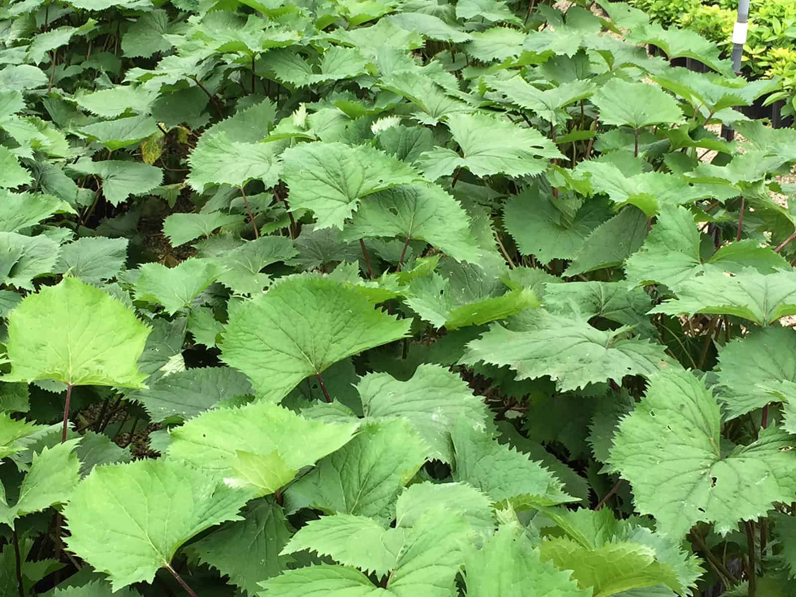 ligularia-the-rocket-leaf-detail