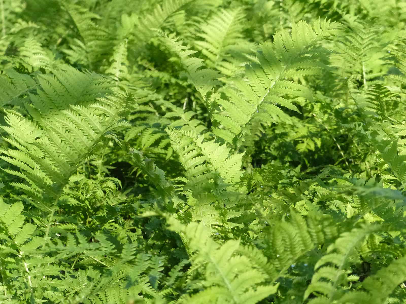 matteuccia-struthiopteris-leaf-detail