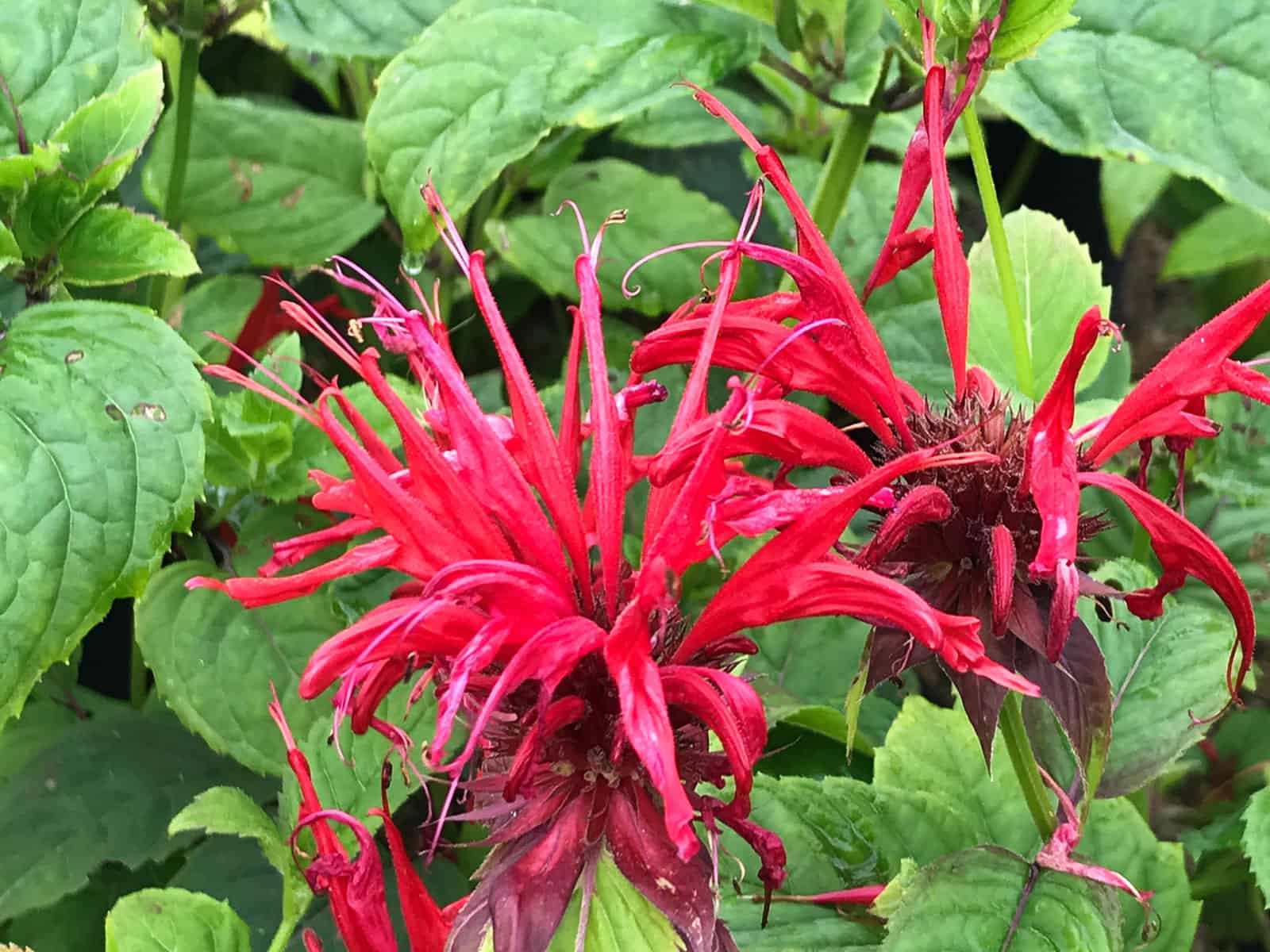 monarda-jacob-cline-flower-detail