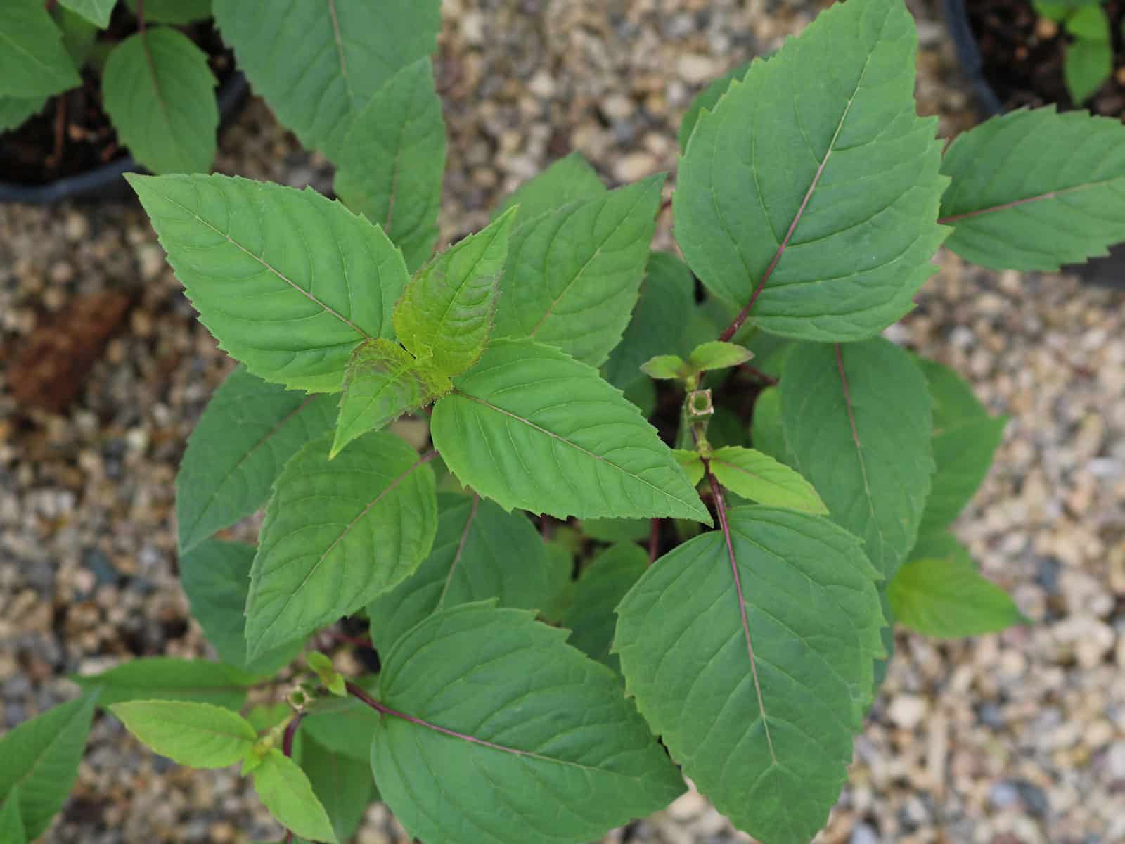 monarda-jacob-cline-leaf-detail