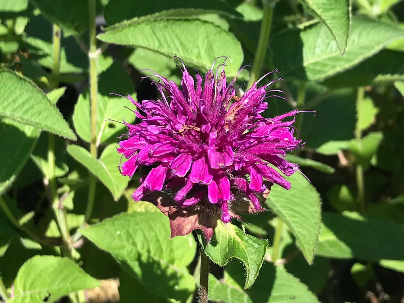 monarda-purple-rooster-flower-detail