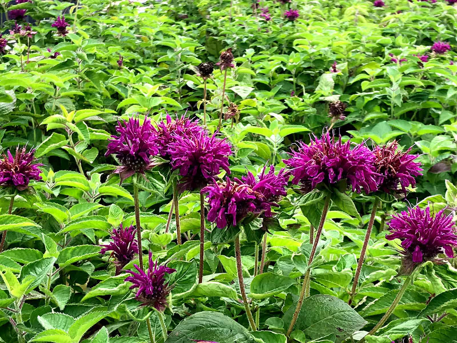 monarda-purple-rooster-habit