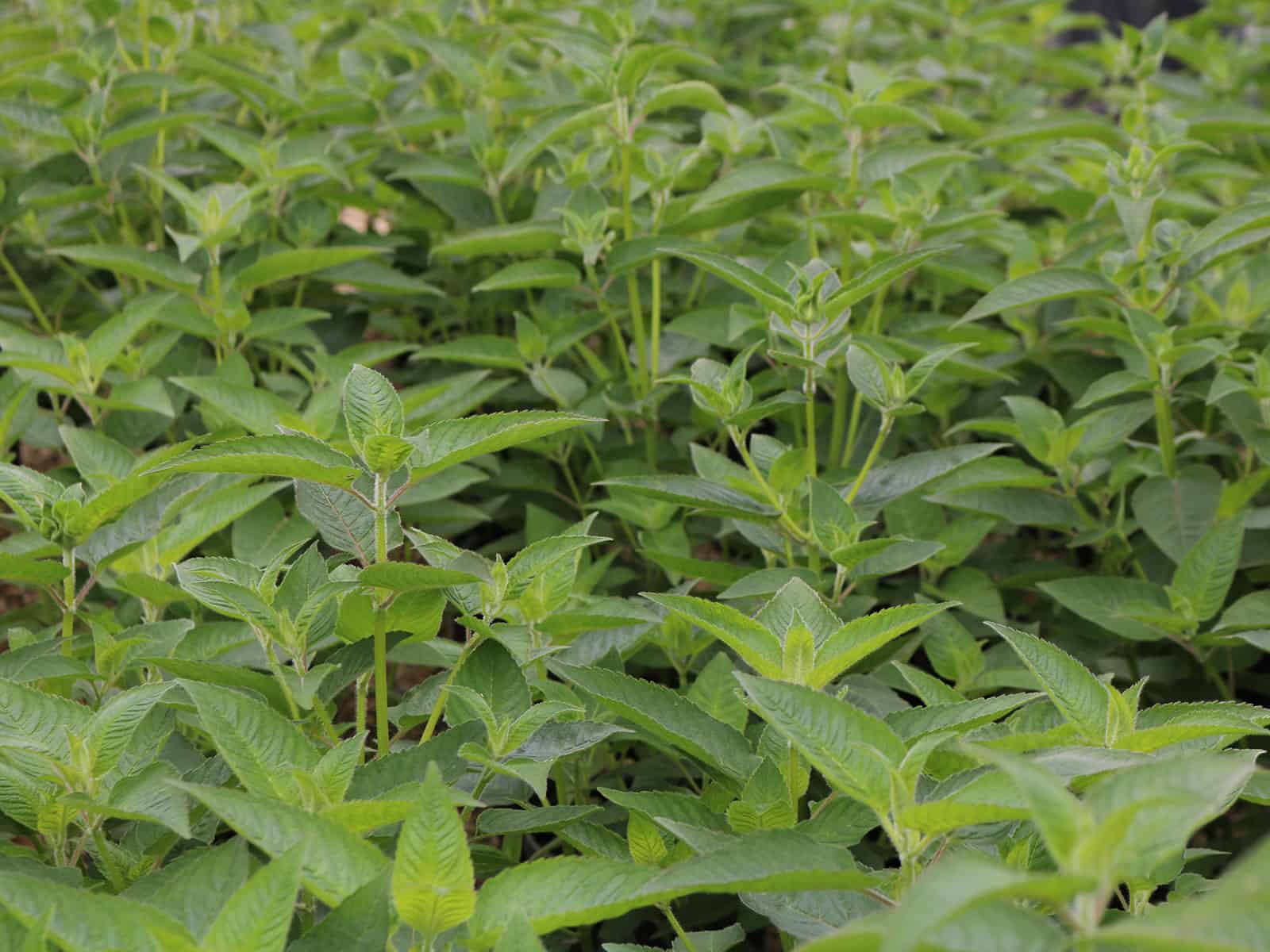 monarda-purple-rooster-leaf-detail