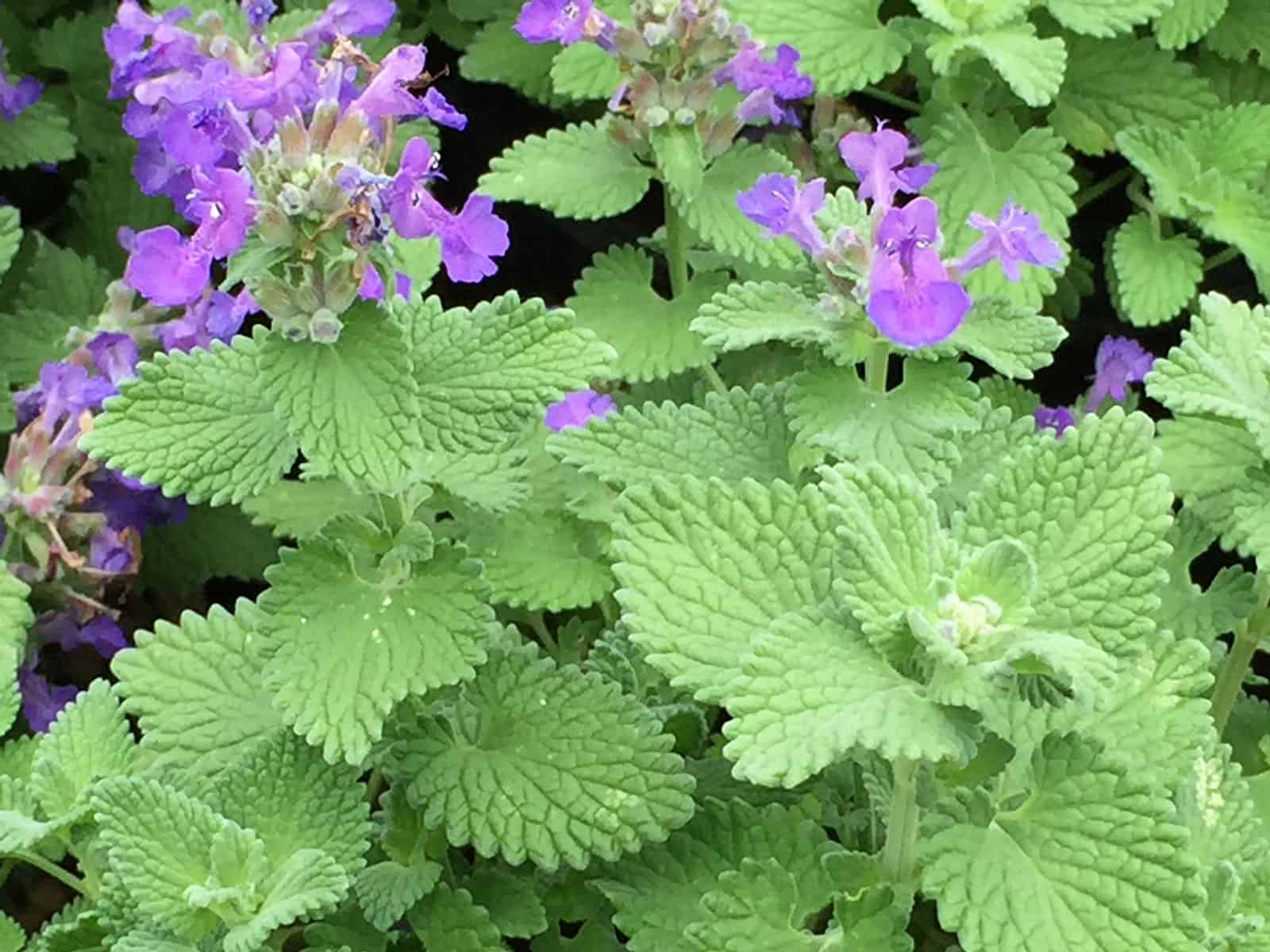 nepeta-little-titch-leaf-detail