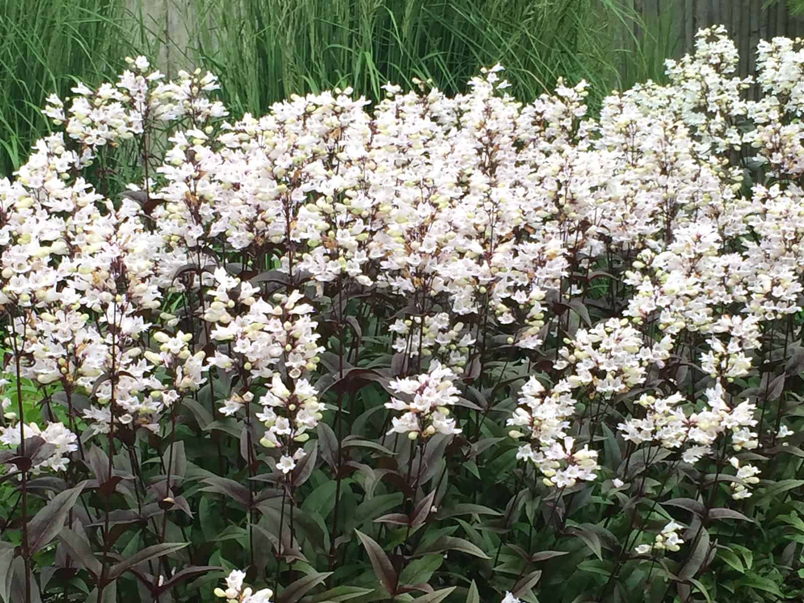 penstemon-dark-towers-flower-detail