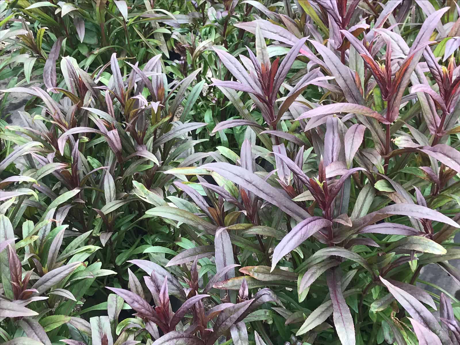 penstemon-dark-towers-leaf-detail