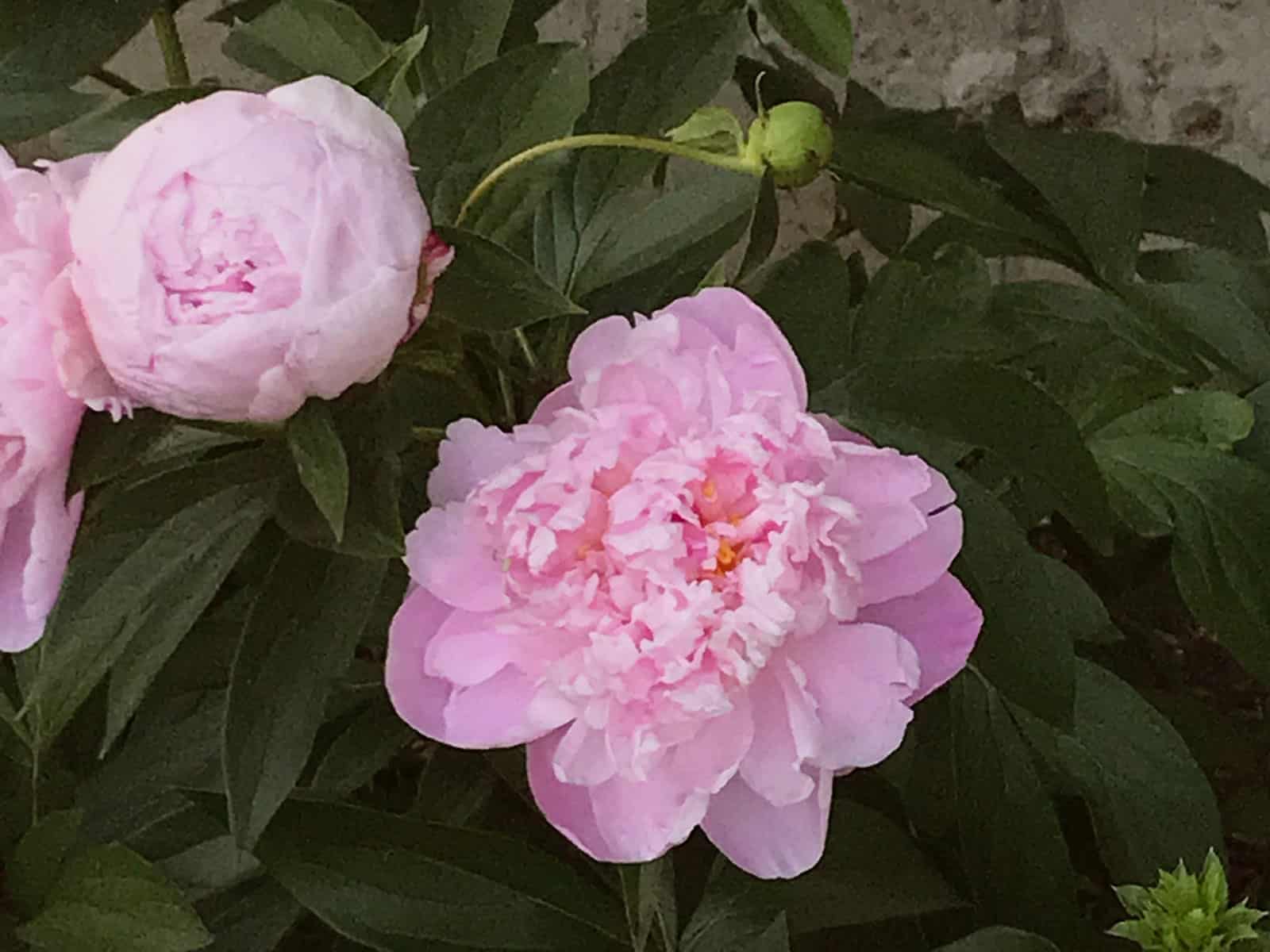 peony-sarah-bernhardt-flower-detail