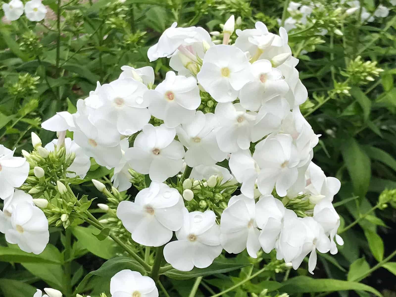 phlox-david-flower-detail