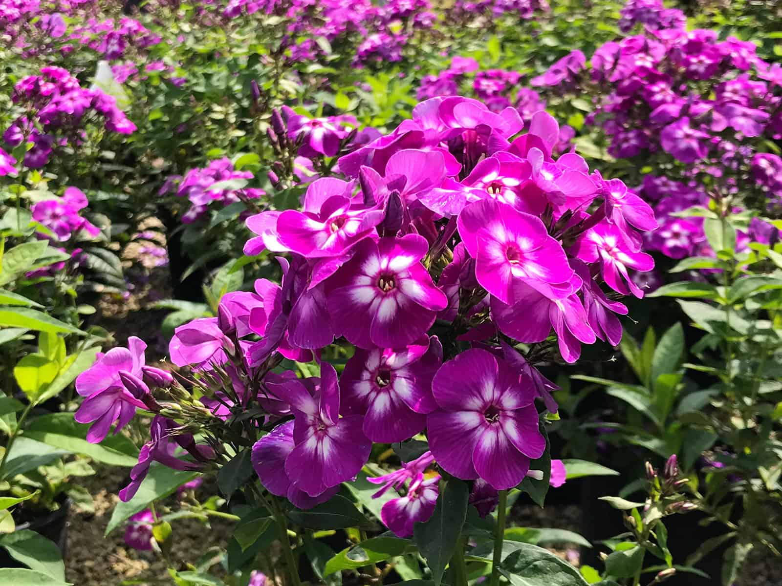 phlox-laura-flower-detail