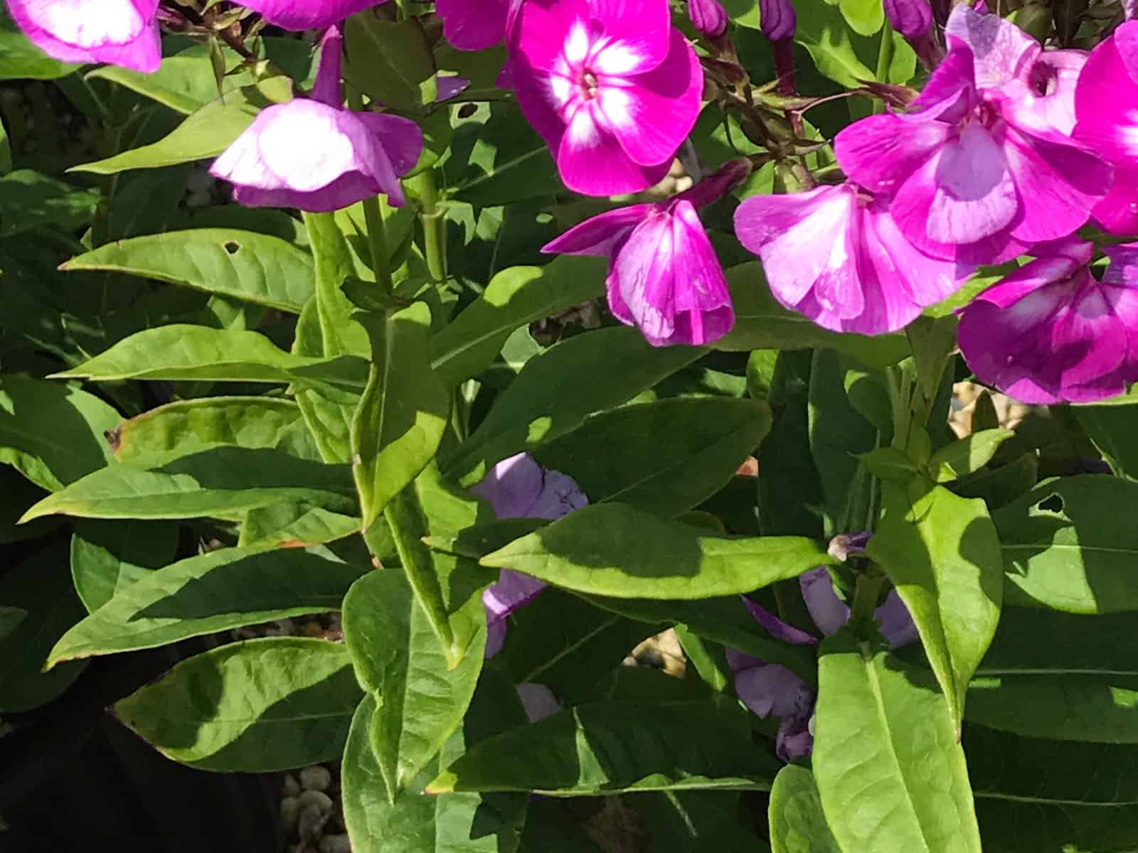 phlox-laura-leaf-detail