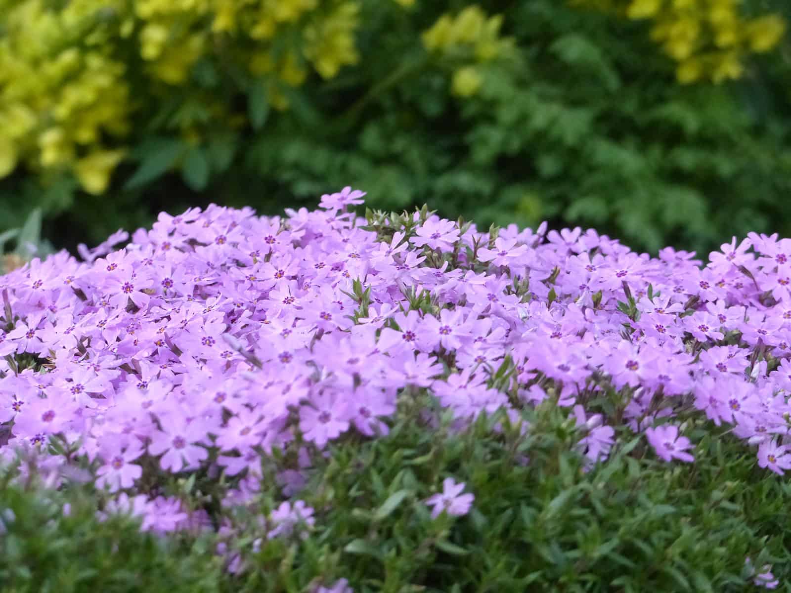 phlox-subulata-blue-creeping-habit