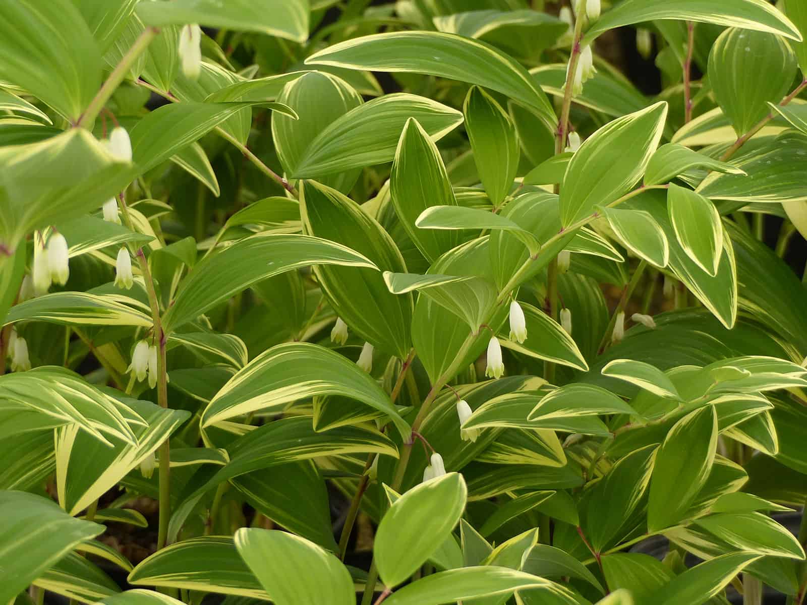 polygonatum-variegatum-flower-detail