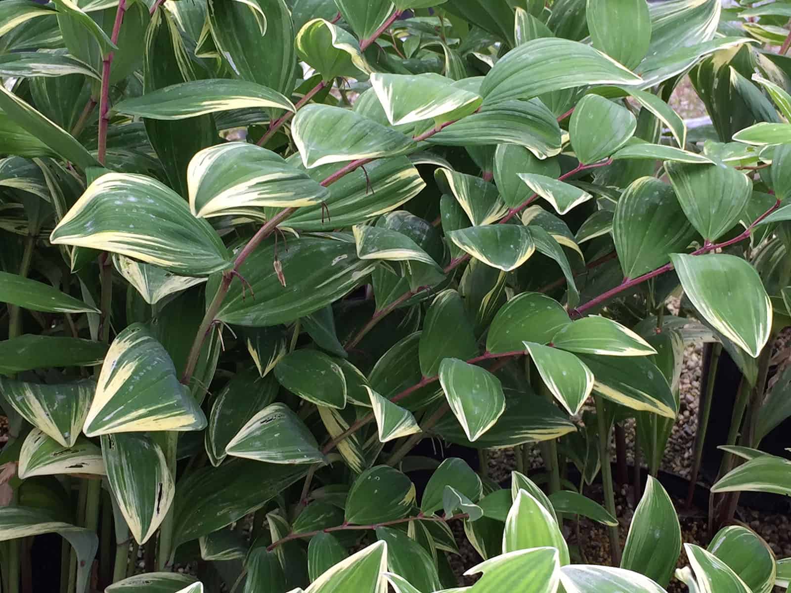 polygonatum-variegatum-leaf-detail