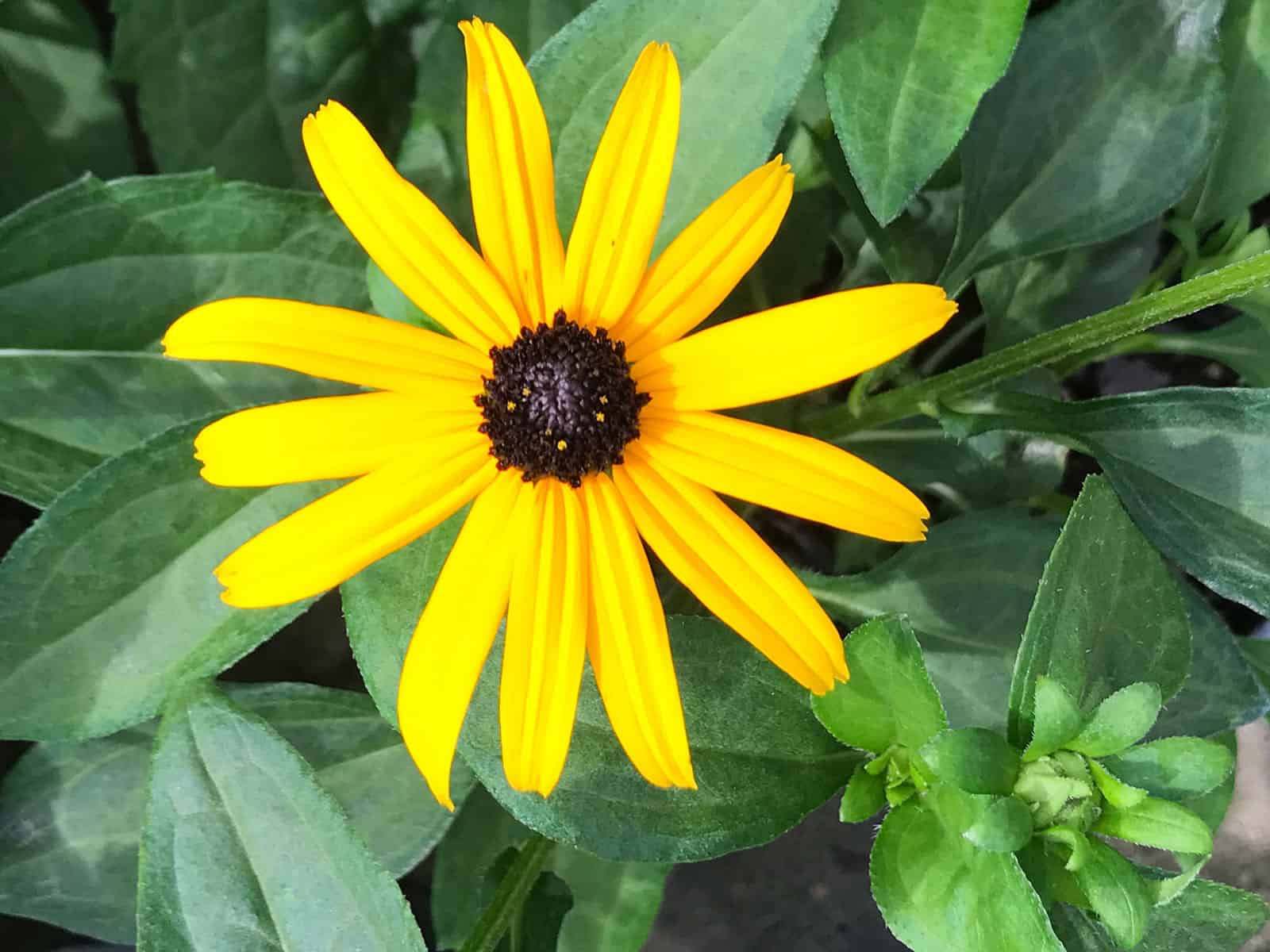 rudbeckia-goldsturm-flower-detail