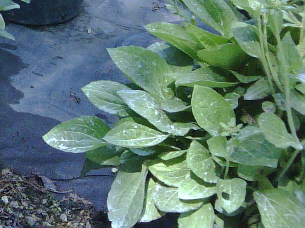 rudbeckia-goldsturm-leaf-detail