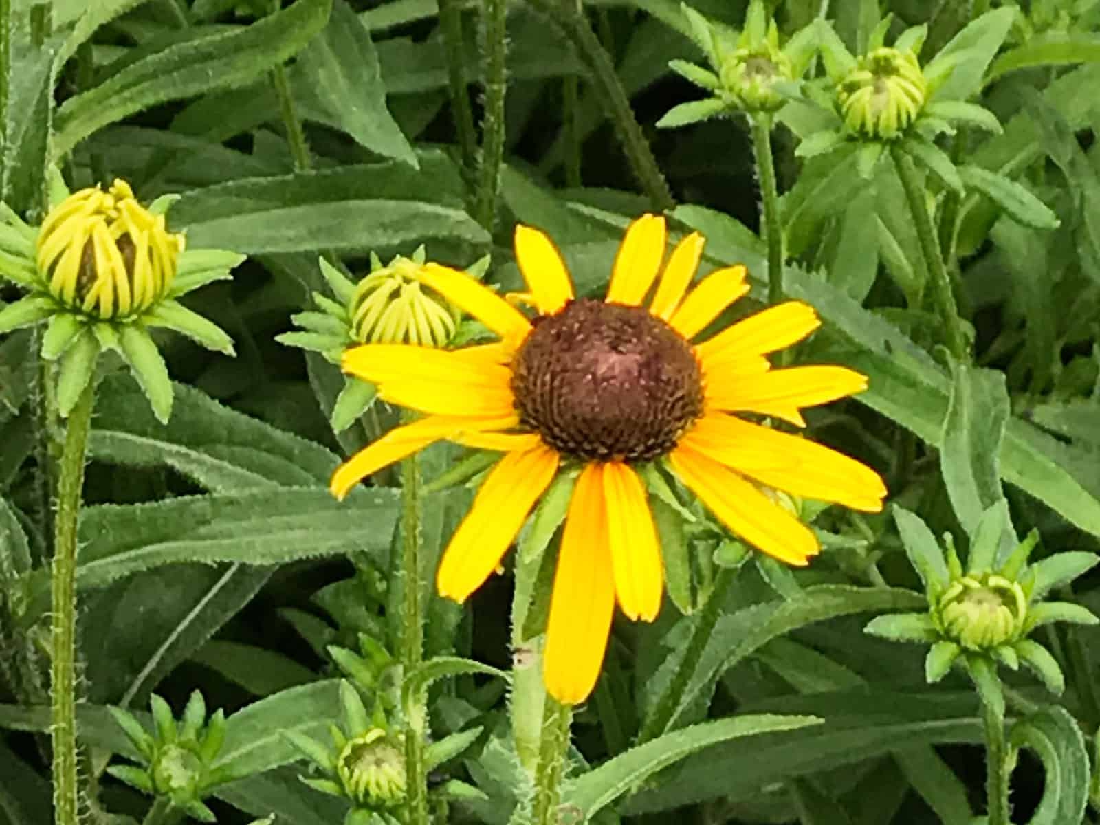 rudbeckia-viette's-little-suzy-flower-detail