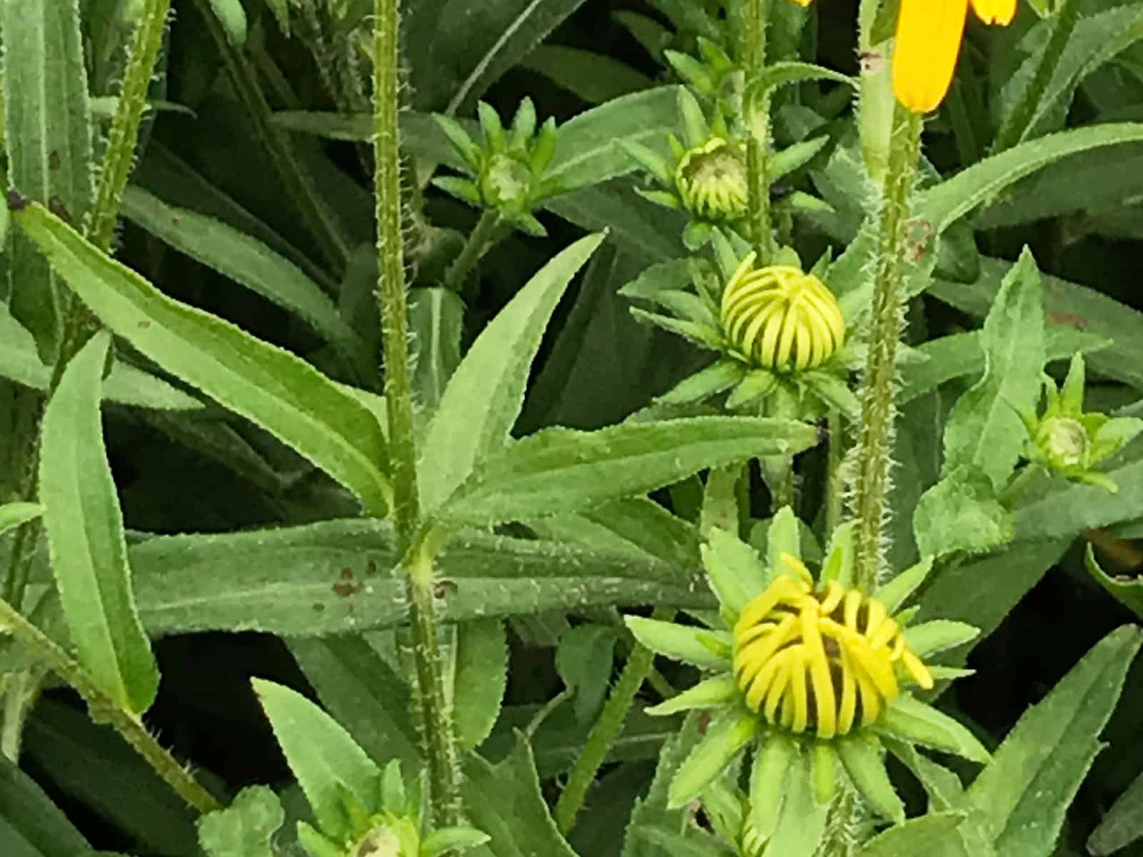 rudbeckia-viette's-little-suzy-leaf-detail