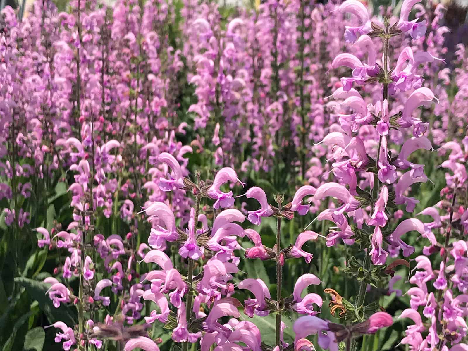 salvia-eveline-flower-detail