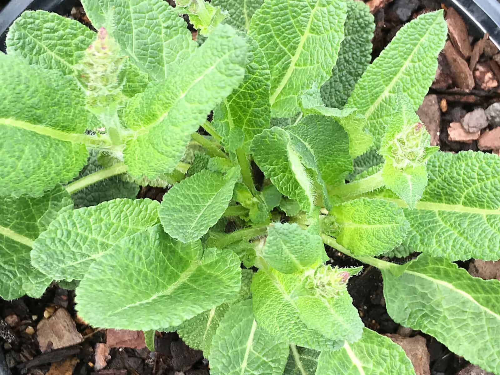 salvia-eveline-leaf-detail