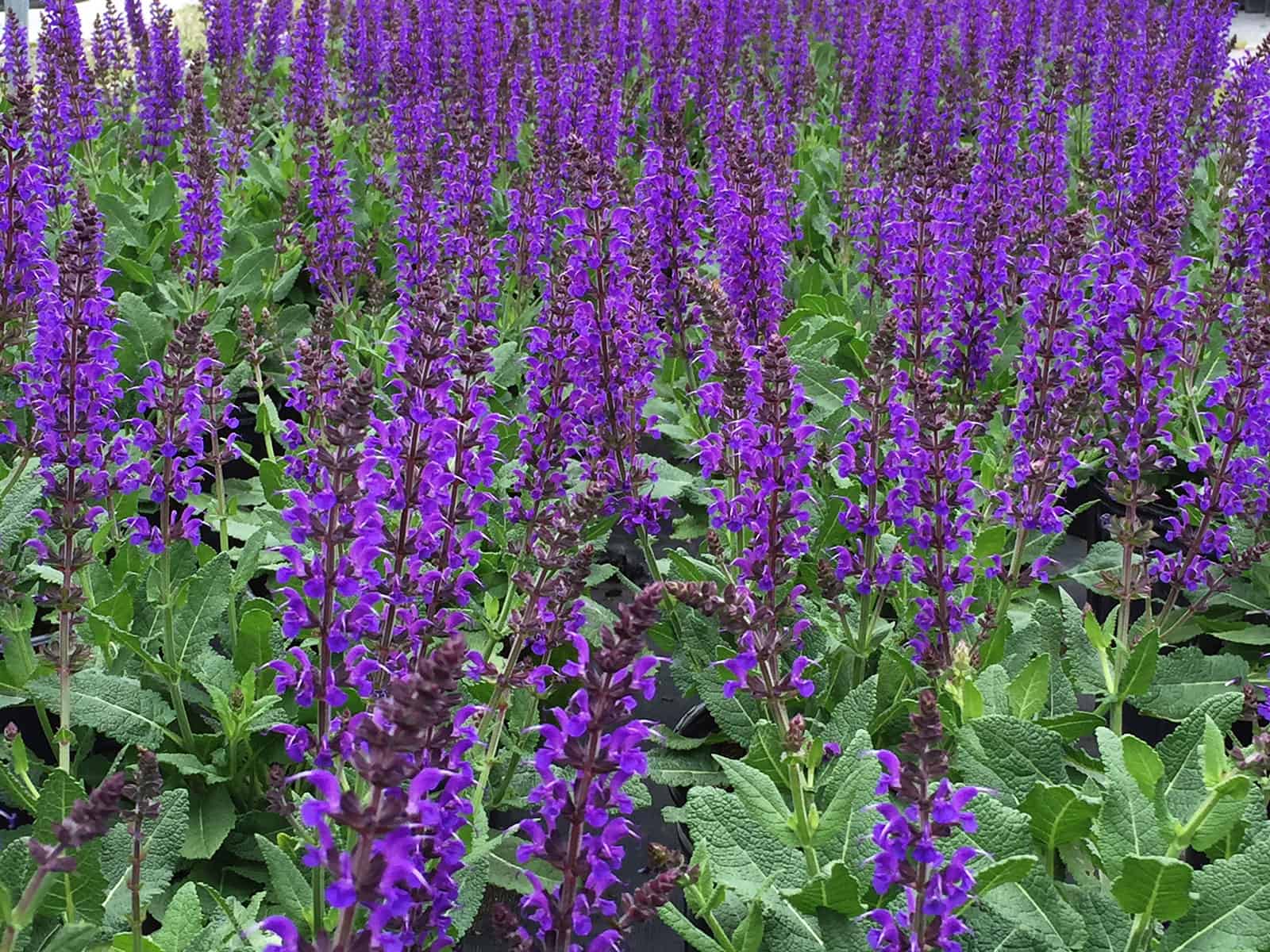 salvia-may-night-flower-detail