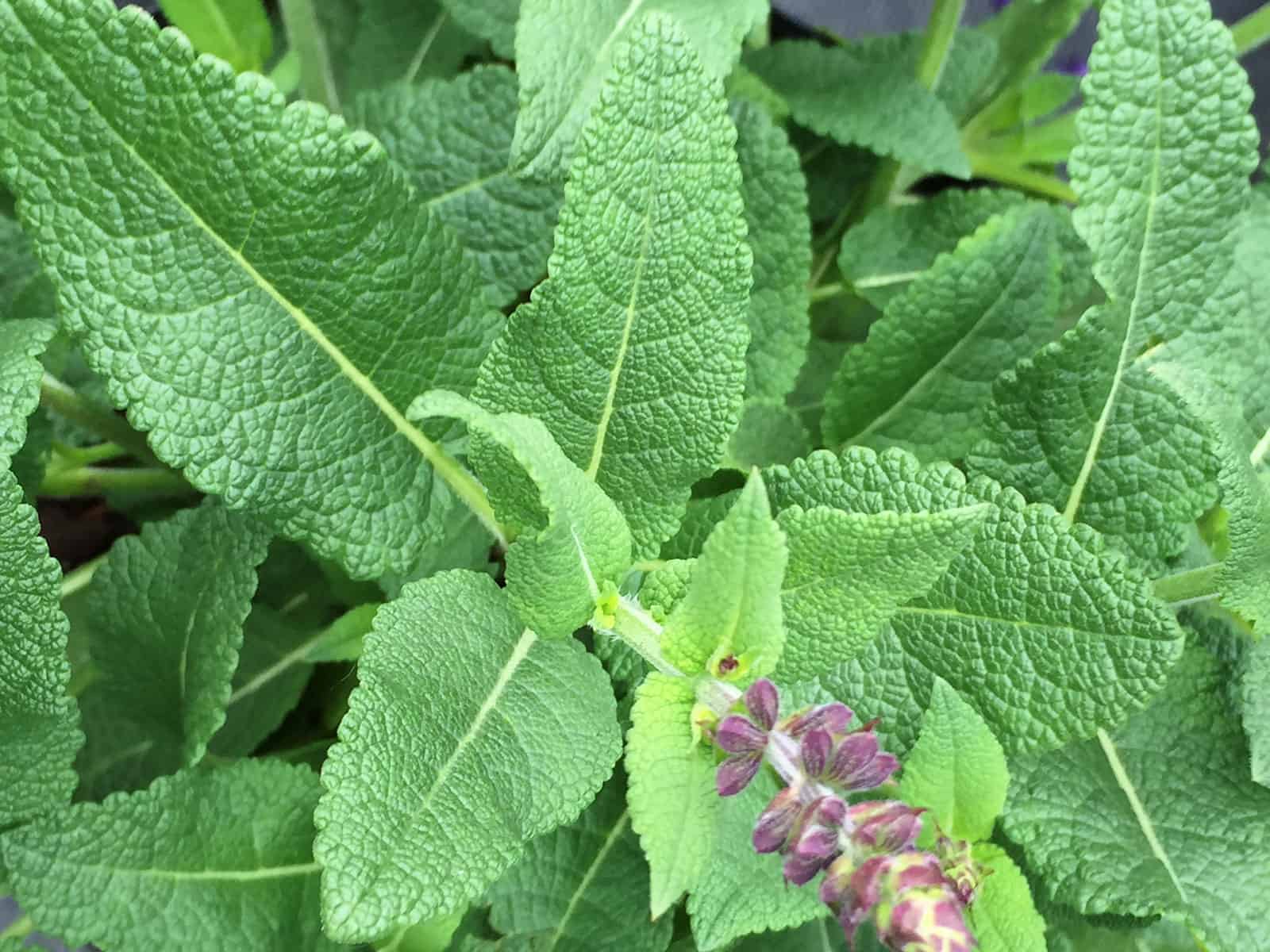 salvia-may-night-leaf-detail