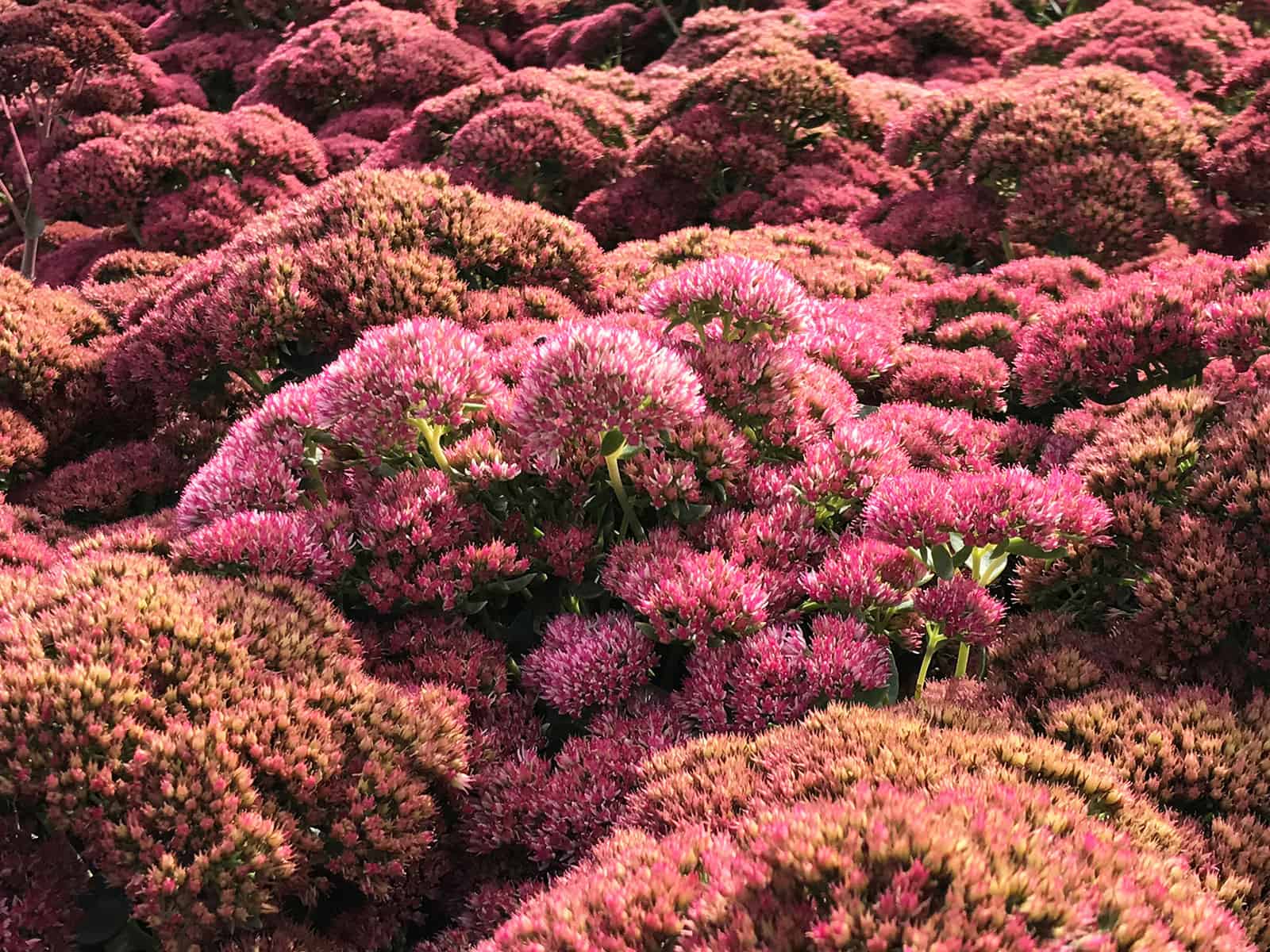 sedum-autumn-fire-flower-detail