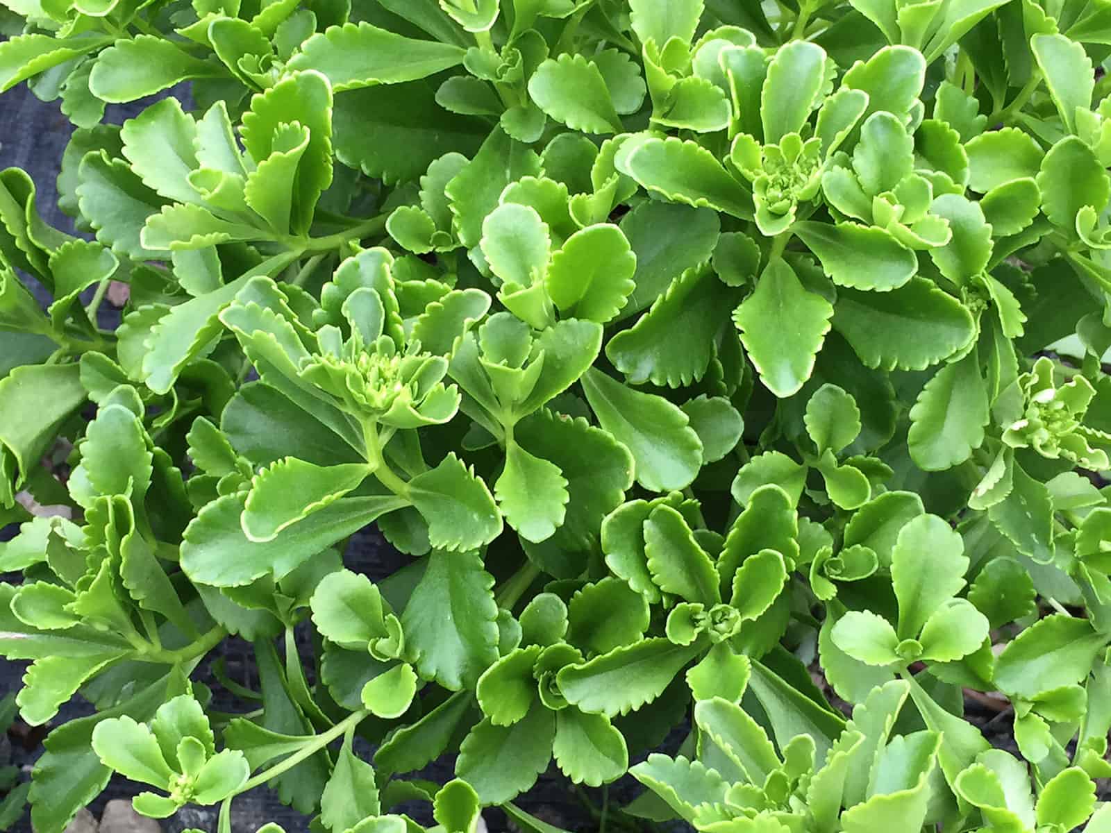 sedum-kamschaticum-leaf-detail