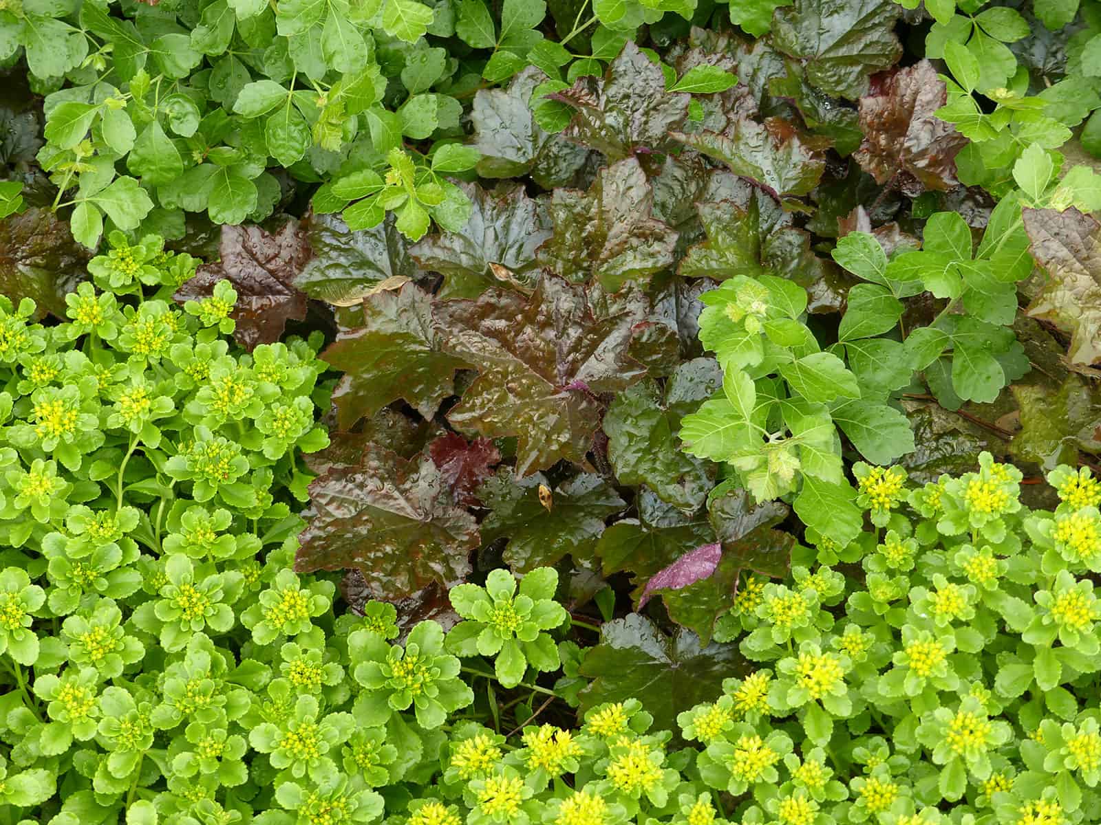 sedum-kamtschaticum-habit