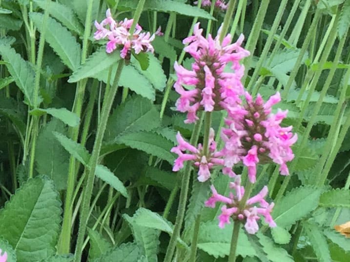 stachys-pink-cotton-candy-flower-detail