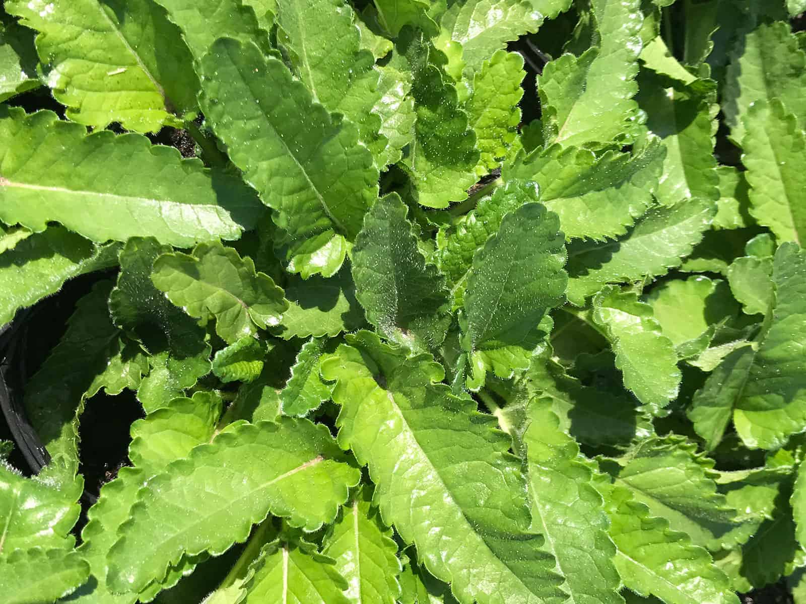 stachys-pink-cotton-candy-leaf-detail