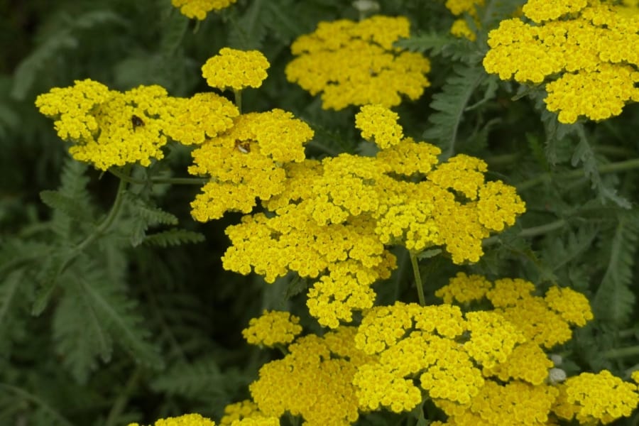 Achillea ‘Moonshine’