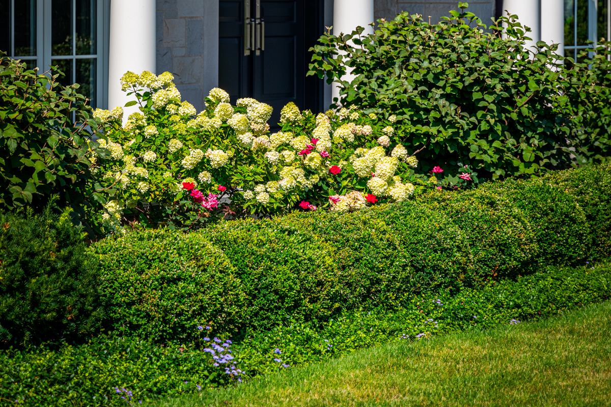 boxwood and hydrangea in mixed garden bed